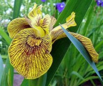 Iris pseudoacorus berlin tiger